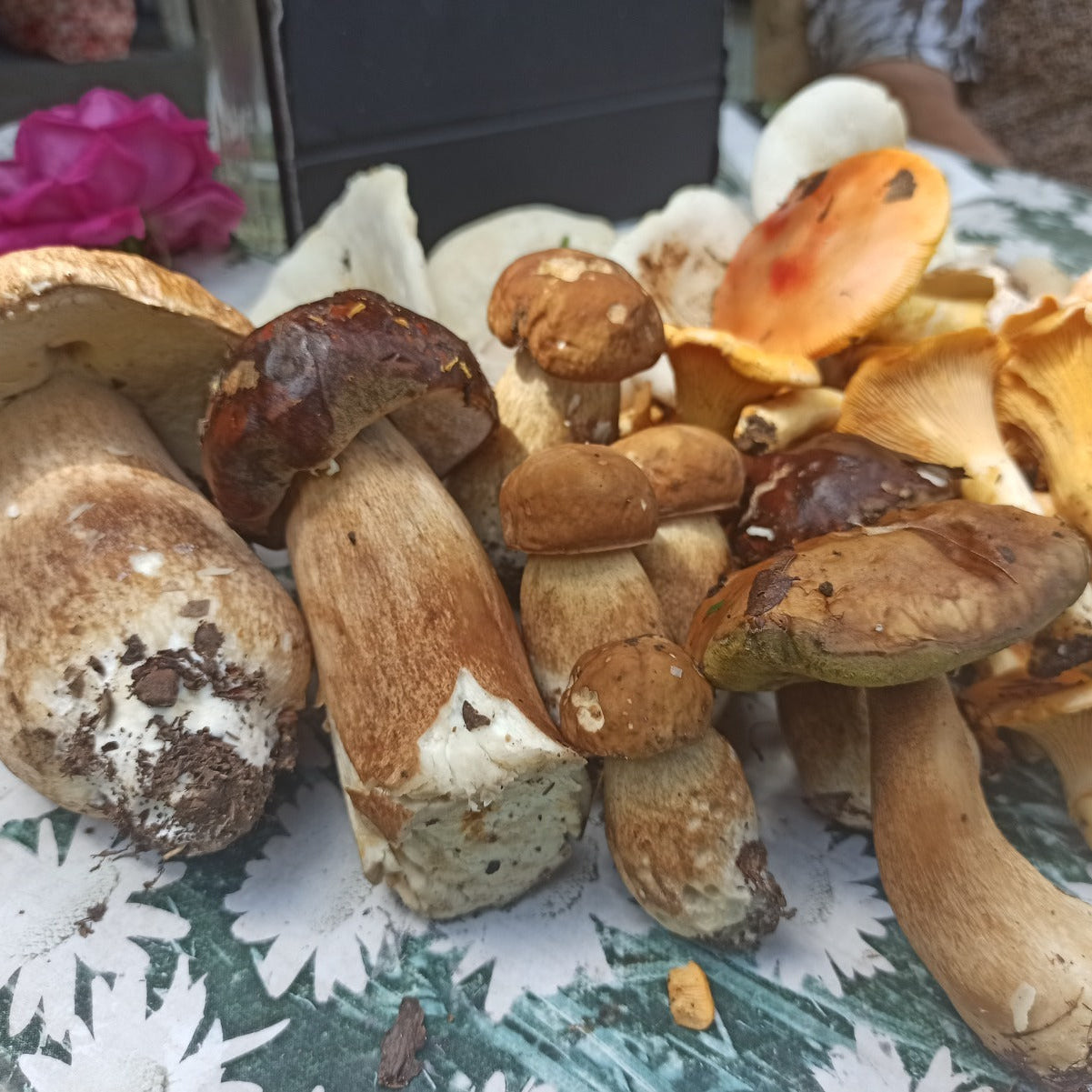 Fresh wild porcini and chanterelle mushrooms gathered from the forest showing natural variety and texture