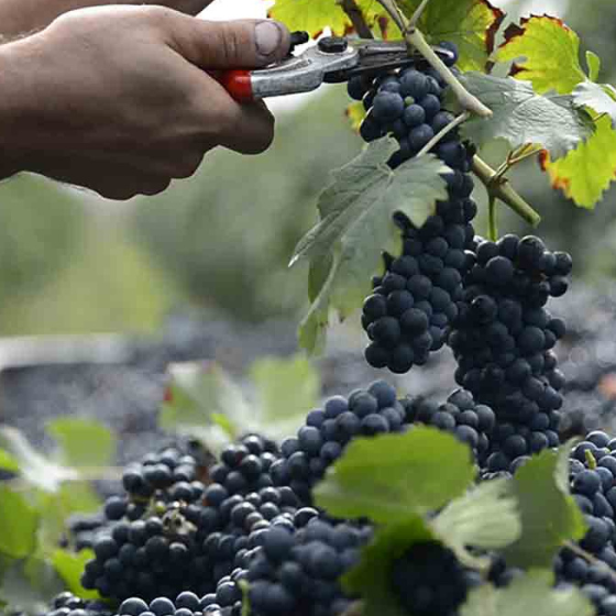 Giusti Balsamico – high-quality Italian balsamic vinegar in elegant bottles. Certified organic collection.