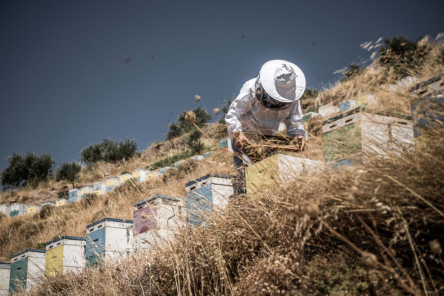 Nature and area from where the honey is collected in Crete, Chania.