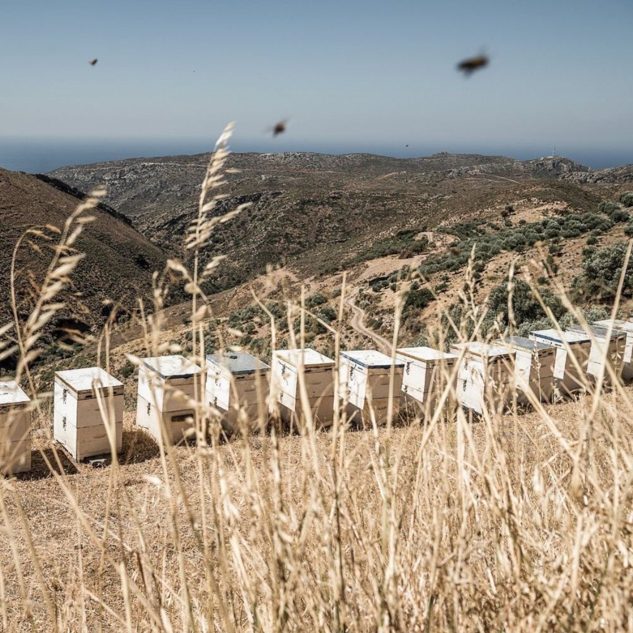 Cretan mountains, nature and sea view from where the honey is collected.