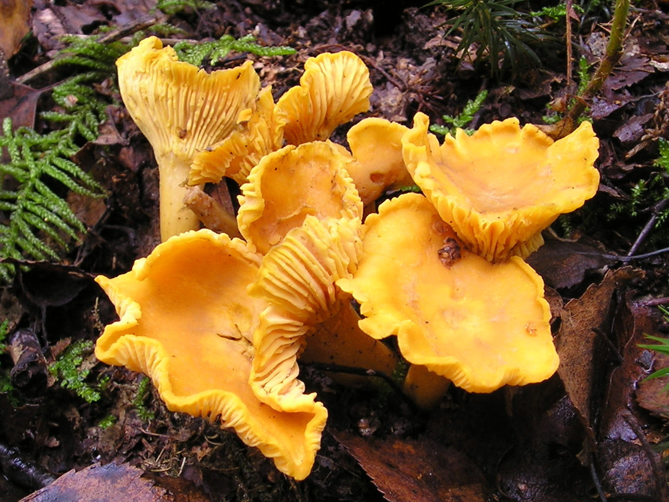 Wild Mushrooms - health benefits and different flavours!