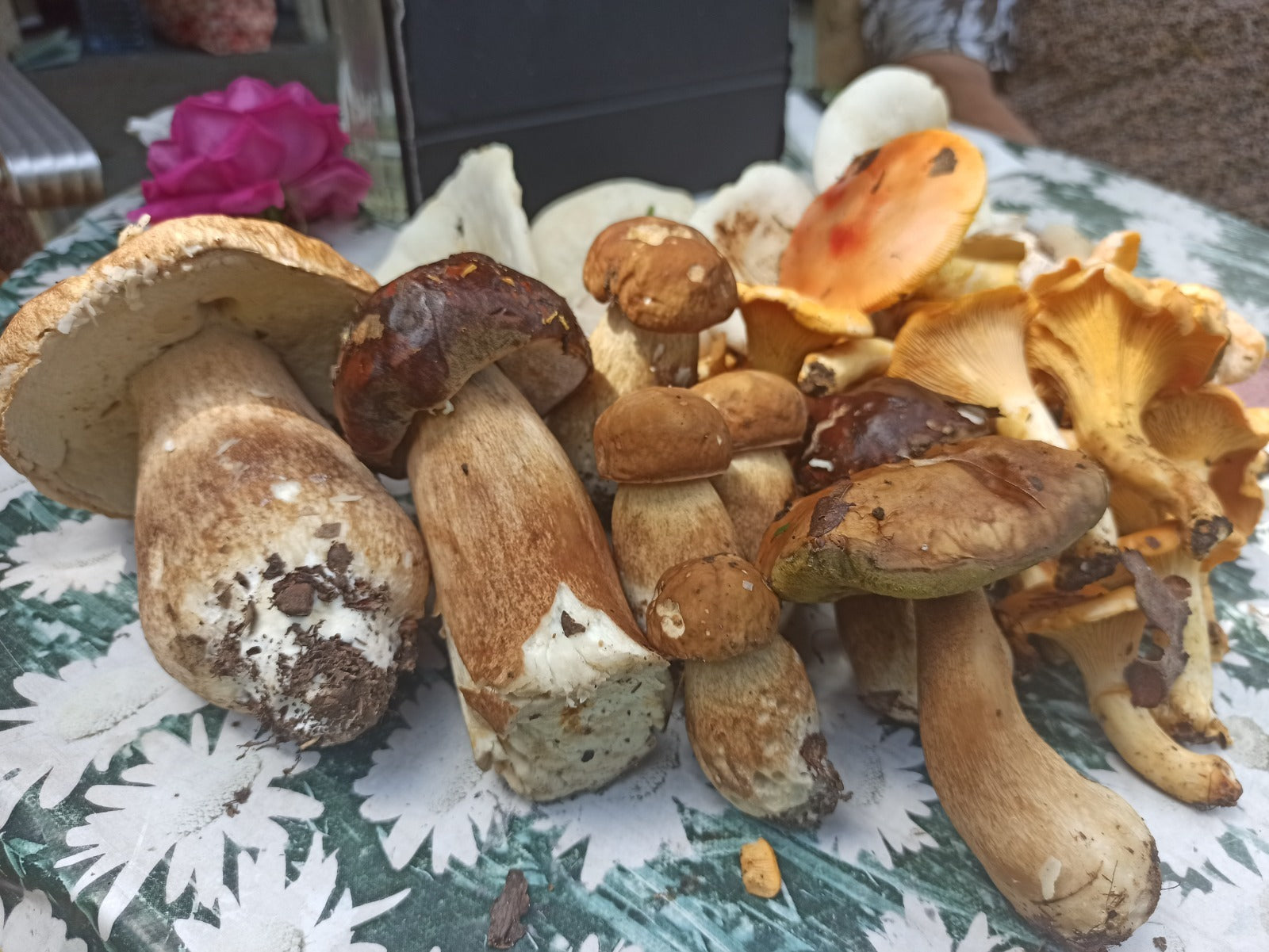 Fresh wild porcini and chanterelle mushrooms gathered from the forest showing natural variety and texture
