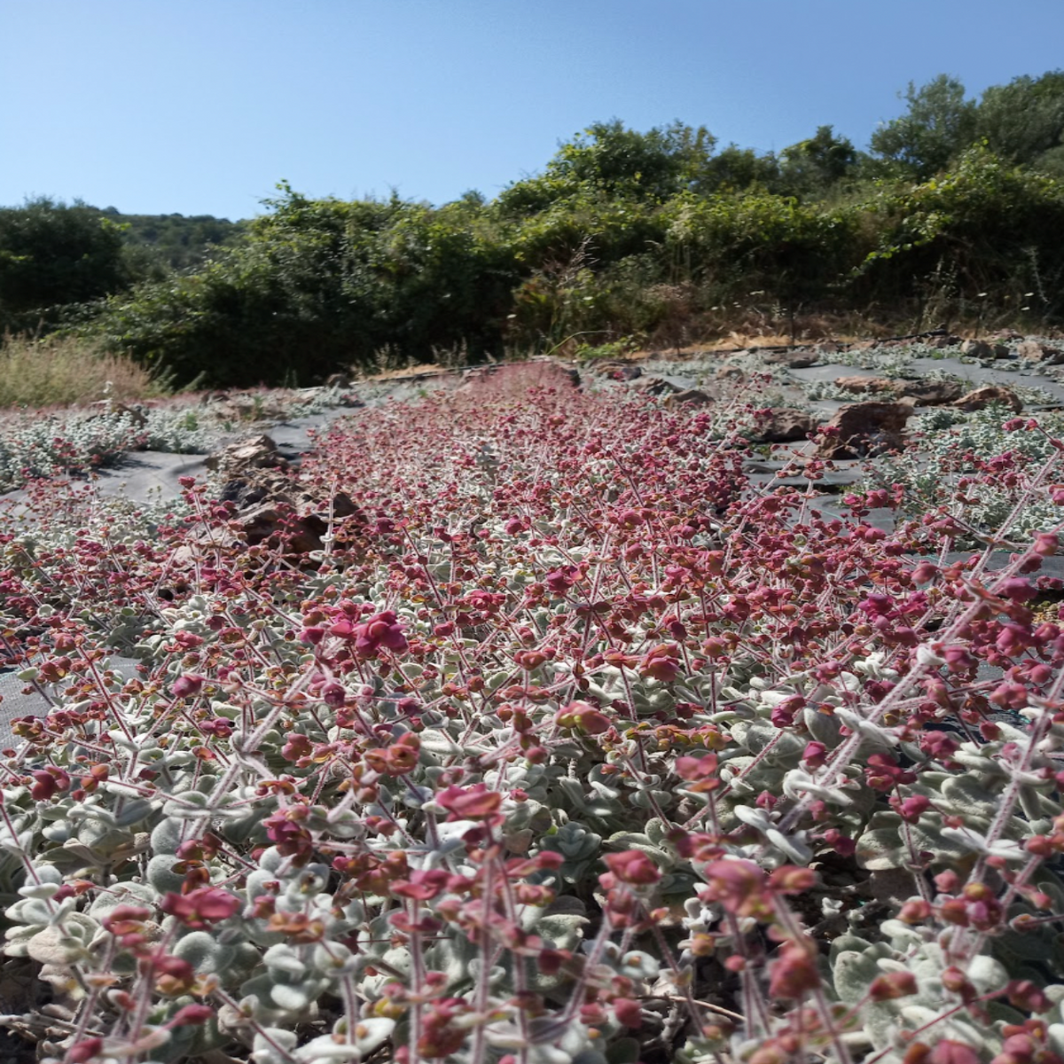 Eine Aufnahme aus niedriger Perspektive im Freien zeigt ein dichtes Feld aus rosa und grünem Diptam, das auf trockenem, felsigem Boden wächst, mit grünen Sträuchern und Bäumen im Hintergrund unter einem klaren blauen Himmel.