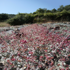 Eine Aufnahme aus niedriger Perspektive im Freien zeigt ein dichtes Feld aus rosa und grünem Diptam, das auf trockenem, felsigem Boden wächst, mit grünen Sträuchern und Bäumen im Hintergrund unter einem klaren blauen Himmel.