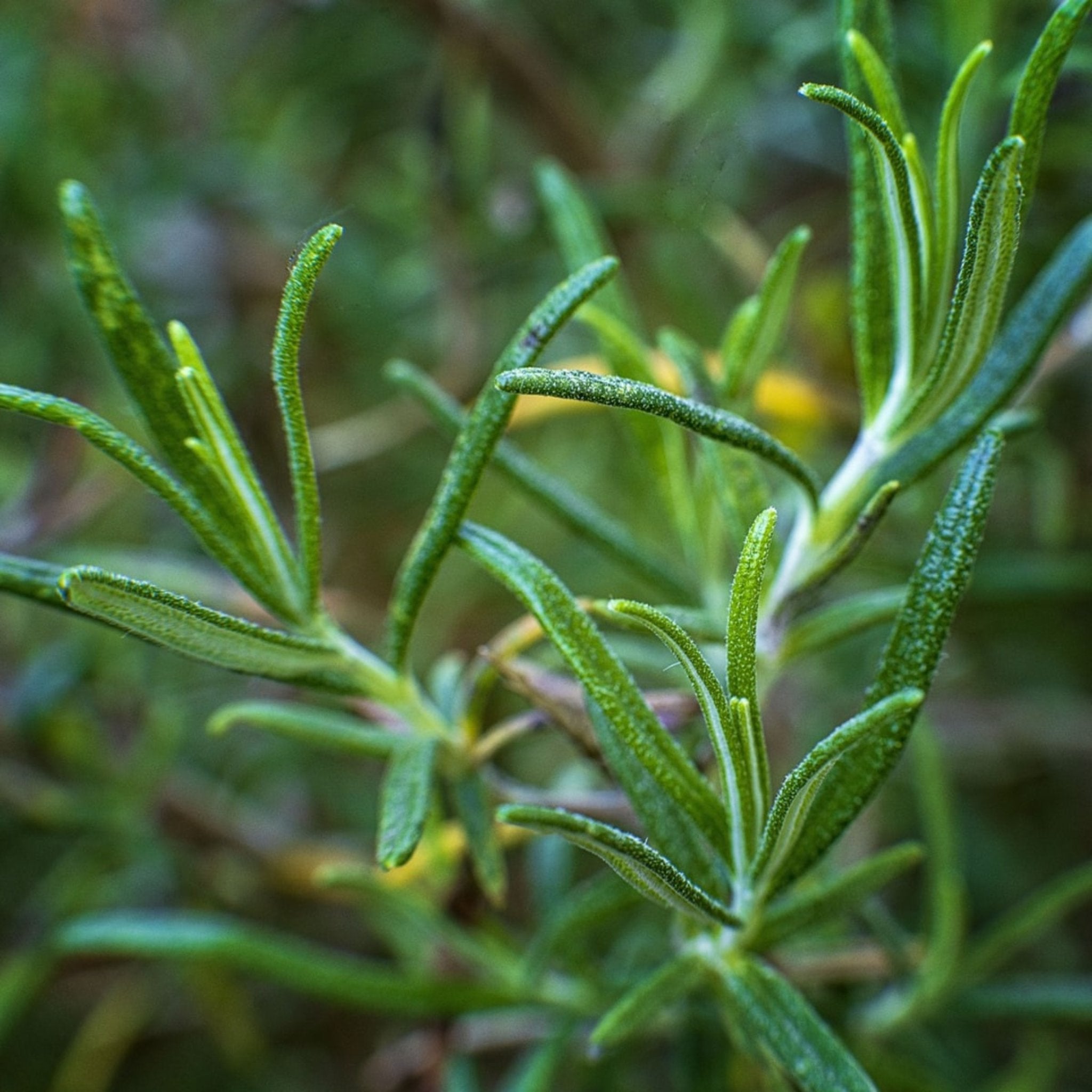 Organic Wild Rosemary| Premium Wild Spices | Certified Organic Food | The Bio Foods Berlin